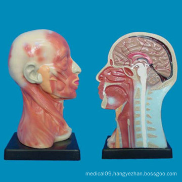 Human Head Neck Anatomy Parts Model for Medical Teaching (R050125)